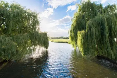 a river with weeping willows on the side of it at The Stables, relax in 5 star style and comfort with lovely walks all around in Great Maplestead