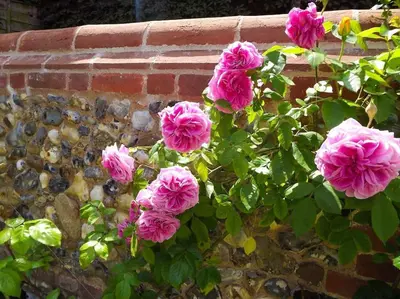 a bunch of pink flowers on a brick wall at Romney, a cosy Victorian cottage in a picturesque Suffolk village in Cavendish