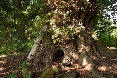 a large tree with a door in the base of it at Queenies, an authentic Rural Style coastal cottage in a Nature Reserve in Farnham