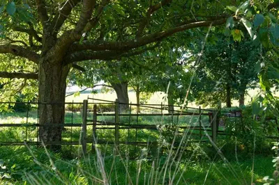 a fence in front of a tree with a tree at Deepwell Granary is a lovely thatched barn with attached meadow woodland in Buxhall