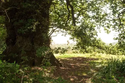 a large tree in the middle of a field at Laundry Cottage in a Nature Reserve - Sunday Times 100 coolest Cottages in Farnham