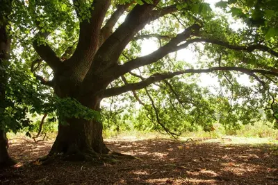 a large tree with ivy growing on it at Laundry Cottage in a Nature Reserve - Sunday Times 100 coolest Cottages in Farnham