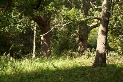 a group of trees in a field with tall grass at Cissys Cottage in a Nature Reserve, 7 minutes from Aldeburgh seafront in Farnham