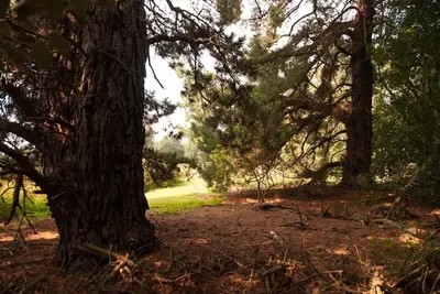 a forest with trees and a dirt road at Cissys Cottage in a Nature Reserve, 7 minutes from Aldeburgh seafront in Farnham