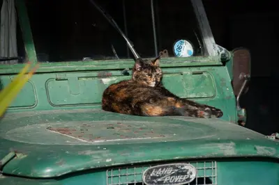 a cat laying on the hood of an old truck at Farm Cottage a cute C17th cottage a walk across the fields to a great pub in Edwardstone