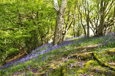 a field of bluebells in the woods at Farm Cottage a cute C17th cottage a walk across the fields to a great pub in Edwardstone