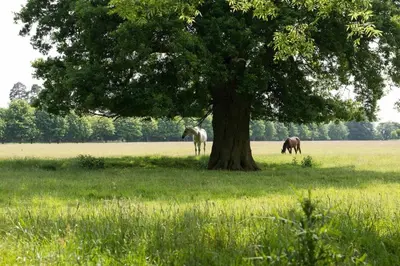 two horses standing under a tree in a field at Farm Cottage a cute C17th cottage a walk across the fields to a great pub in Edwardstone