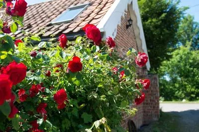 a bush of red roses in front of a house at Rose Cottage rural cosiness with footpaths to the local Macro Brewery Pub in Edwardstone