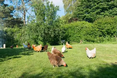 a group of chickens standing in the grass at Rose Cottage rural cosiness with footpaths to the local Macro Brewery Pub in Edwardstone