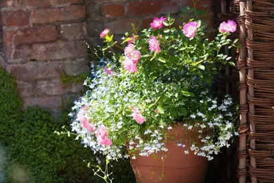 a large flower pot filled with pink and white flowers at Wren Cottage, a very cosy historic Coastal Cottage in a pretty little village in Wickham Market