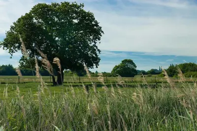 a tree in the middle of a field with tall grass at The Wobbin, Remote, Comfort, Sea Views and the beautiful Essex Marshes in West Mersea