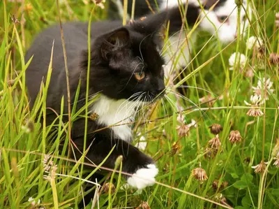 a black and white cat sitting in the grass at Mill Cottage set beside a Mill pond in a 70 acre Nature Reserve Bliss in Assington