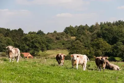a group of cows standing in a grassy field at Mill Cottage set beside a Mill pond in a 70 acre Nature Reserve Bliss in Assington