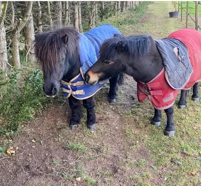 two small horses dressed in costumes standing next to each other at Dedham Lodge in Lawford