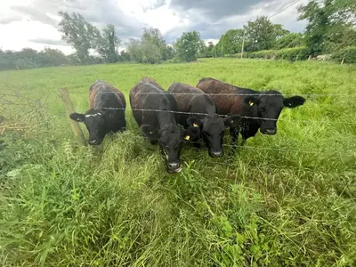 four cows standing in a field behind a fence at Corner Cottage in Cambridge