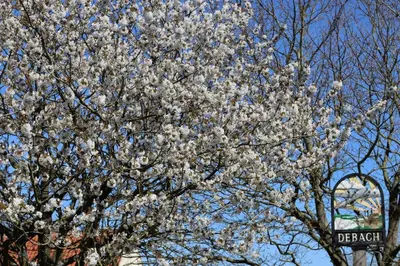 a flowering tree with white flowers on it at 1 Bed in Debach oc-lasn in Debach