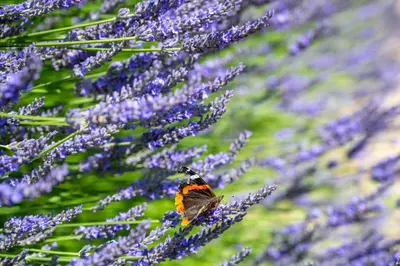 a butterfly sitting on top of a bunch of purple flowers at Moles Meadow in Middleton