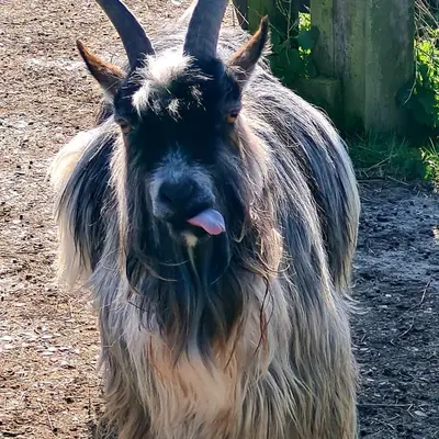 a goat with long hair sticking its tongue at The Goat House in Purleigh
