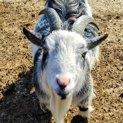 a goat with long horns standing in the dirt at The Goat House in Purleigh