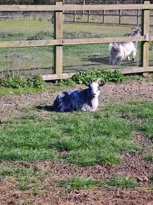 a goat laying in the grass next to a fence at The Goat House in Purleigh
