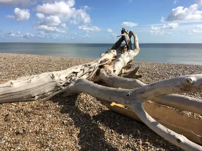 a piece of driftwood laying on a beach at Cragside, Aldeburgh in Aldeburgh