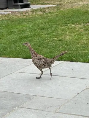 a bird walking on a sidewalk in front of a lawn at Debussys Guest House in Saffron Walden