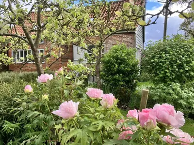 a garden with pink flowers in front of a house at Simpers Drift, Great Glemham in Saxmundham