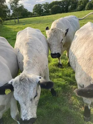 a group of white cows grazing in a field at Simpers Drift, Great Glemham in Saxmundham