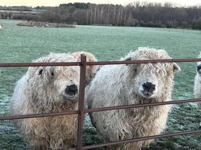 three sheep standing behind a fence in a field at The Pheasantry in Wymondham