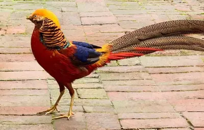 a colorful bird walking on a brick ground at The Pheasantry in Wymondham