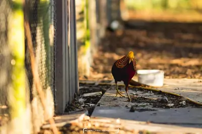 a bird standing on the ground near a fence at The Pheasantry in Wymondham