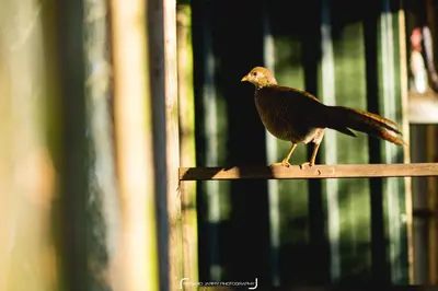 a bird sitting on top of a wooden rail at The Pheasantry in Wymondham