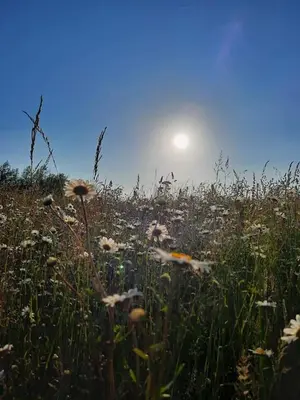 a field of flowers with the sun in the background at Cranfield Retreat & Glamping in Long Melford