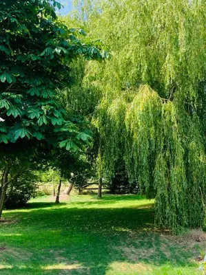 a weeping willow tree in a green park at The Dragonfly Shepherds Hut in Colchester