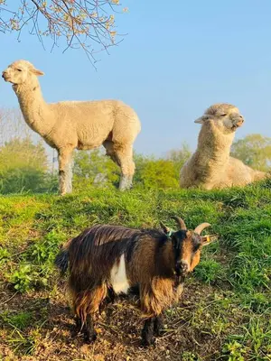 a group of llamas sitting on a hill with a goat at Willow Grove Farm Glamping in Lakenheath