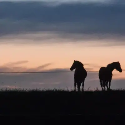 two horses standing in a field at sunset at Willow Grove Farm Glamping in Lakenheath