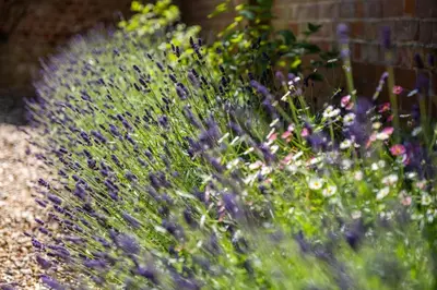 a hedge with purple flowers in a garden at 12 Prevetts Way - Aldeburgh Coastal Cottages in Aldeburgh