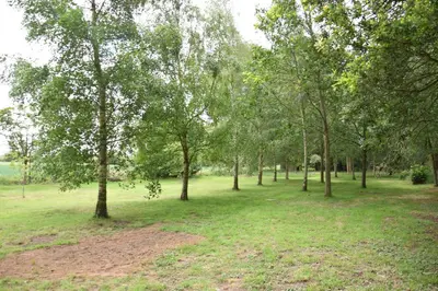 a group of trees in a field with grass at Shepherds Pightle in Hollesley