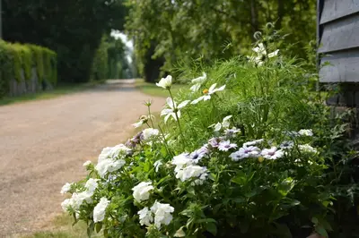 a bush of flowers on the side of a house at The Gig House, Stowupland in Stowmarket