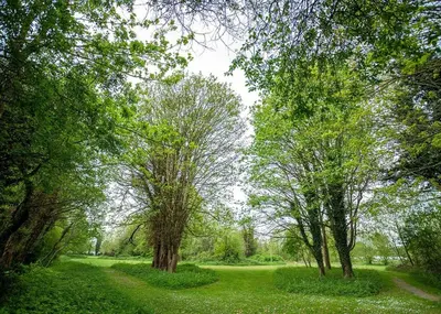 a path through a forest with trees and green grass at Lee Valley in Hoddesdon