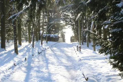 a snow covered path in a forest with trees at The Hive - beautiful studio with amazing hot tub in Cratfield