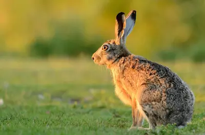 a rabbit standing in a field of grass at Upper Lodge, Shotley in Chelmondiston