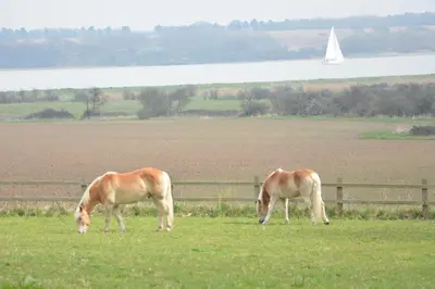 two horses grazing in a field with a fence at Upper Lodge, Shotley in Chelmondiston