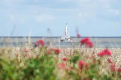 a sail boat in the water with a field of flowers at The Hideaway, Aldeburgh in Aldeburgh