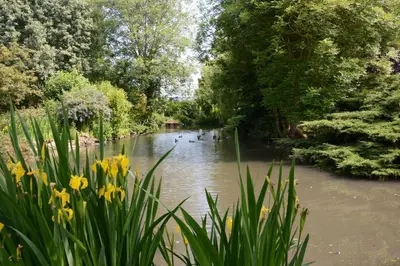 a river with a group of ducks swimming in it at Wassicks Cottage, Haughley in Haughley