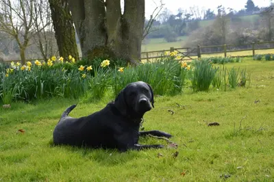 a black dog laying in the grass in a field at Bird Cottage, Burgh in Grundisburgh