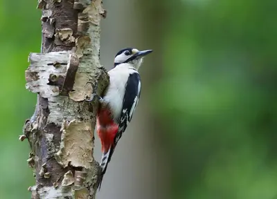 a bird perched on the side of a tree at Bird Cottage, Burgh in Grundisburgh