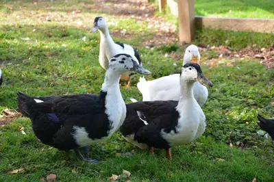a group of ducks standing in the grass at Wheelwright's Barn in Halesworth