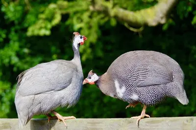 two birds walking on top of a fence at Manor House Barn, Peasenhall in Peasenhall