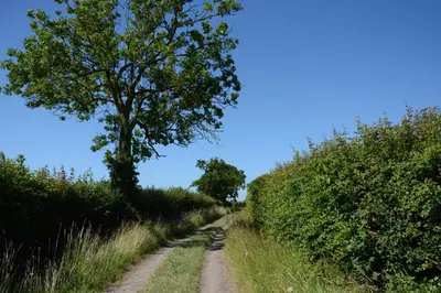 a dirt road with a tree on the side of a field at Carriage House, Bruisyard in Framlingham